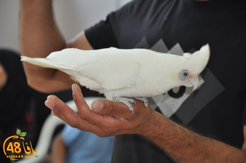 nady nhary 7san (23).JPG